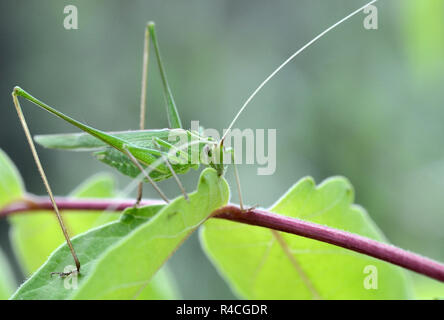 Toskana, große Grüne Heuschrecke, Tettigonia Viridissima, isst ein grünes Blatt einer Pflanze Stockfoto