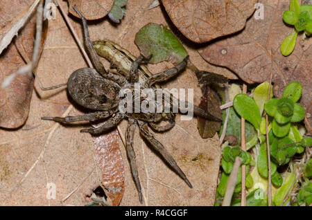 Wolf Spider, Hogna baltimoriana, weiblich mit Beute Stockfoto