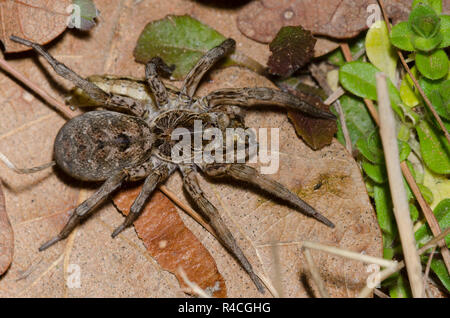 Wolf Spider, Hogna baltimoriana, weiblich mit Beute Stockfoto