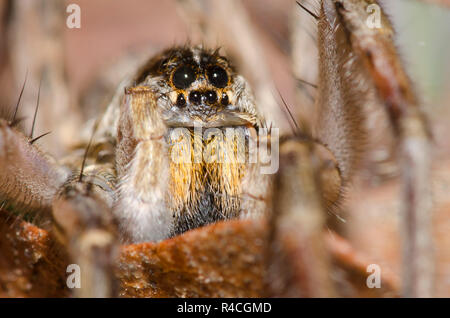 Wolf Spider, Hogna baltimoriana, männlich Stockfoto