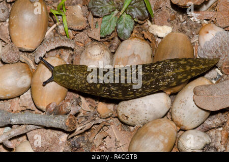 Gelbe Slug, Limax flavus Stockfoto