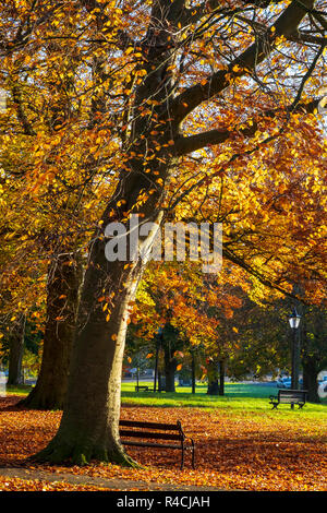 Herbstliche Blätter an einem sonnigen Tag auf Christchurch grün, Clifton, Bristol Stockfoto