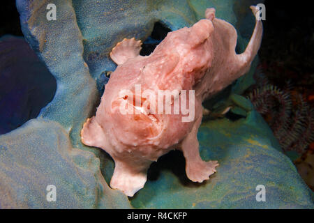 Riesen Anglerfisch, Commerson ist Seeteufel oder Commerson's Anglerfisch (Antennarius commersoni), auf einem Schwamm (Porifera), Camiguin, Mindanao, Philippinen Stockfoto