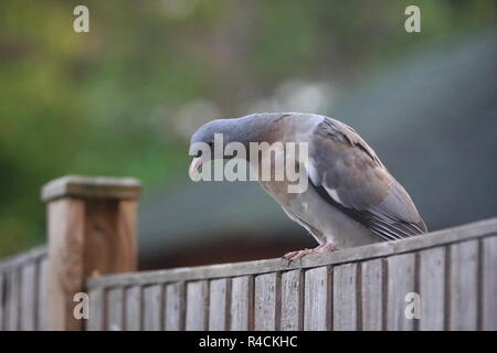 Jugendliche Ringeltaube (Columba palumbus) sitzen auf Zaun, England, Großbritannien Stockfoto
