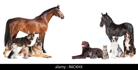 Pferde und Hunde collage Stockfoto
