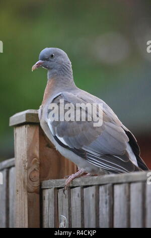 Jugendliche Ringeltaube (Columba palumbus) sitzen auf Zaun, England, Großbritannien Stockfoto