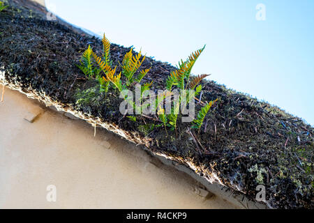 Polypodium vulgare (Polypody) im alten Reetdachhaus Dach wächst Stockfoto