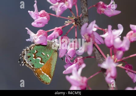 Wacholder-Haarsträhne, Callophrys gryneus, auf östlicher Redbud, Cercis canadensis Stockfoto