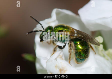 Schweiß Biene, Augochlorella sp., auf Black, Rubus sp., Blüte Stockfoto