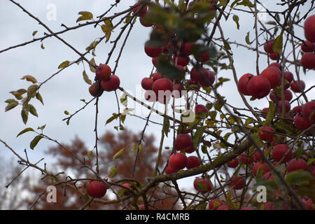 Apple tree mit reifen Früchten in kalten autmn, Apple Tree Trunk mit Flechten und mit vielen reife Äpfel bewachsen ohne Blätter im November in bavari Stockfoto