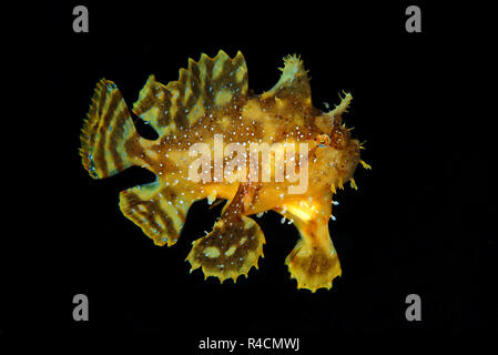 Anglerfisch oder sargassum Sargassumfish (Histiro histiro), Mindanao und Sulu See, Philippinen Stockfoto