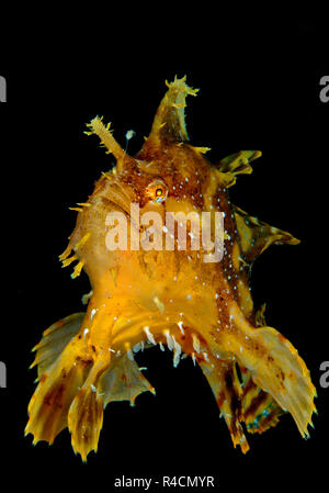 Anglerfisch oder sargassum Sargassumfish (Histiro histiro), Mindanao und Sulu See, Philippinen Stockfoto