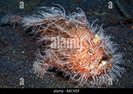 Gestreift gestreifte Anglerfische, Seeteufel oder haariger Anglerfisch (Antennarius striatus), Sulawesi, Indonesien Stockfoto