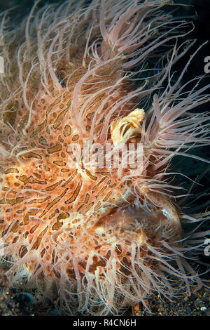 Gestreift gestreifte Anglerfische, Seeteufel oder haariger Anglerfisch (Antennarius striatus), Porträt, Sulawesi, Indonesien Stockfoto