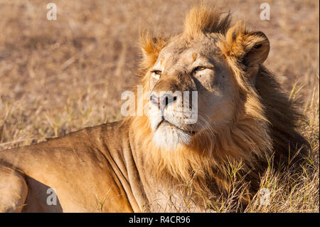 Eine große männliche Löwe in Simbabwe Hwange National Park gesehen. Stockfoto