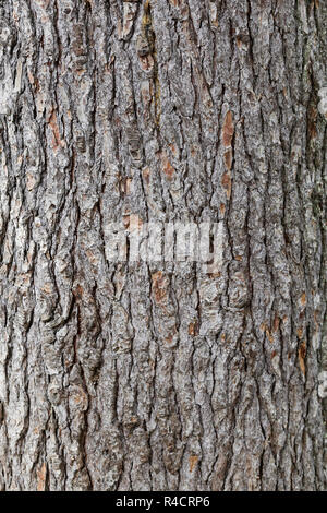 Textur von Pine bark Trunk. Holz Textur Stockfoto