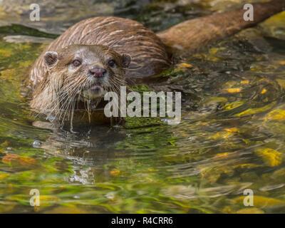 Asiatische Short-Clawed Otter auf Kamera von Wasser im Sonnenlicht Stockfoto