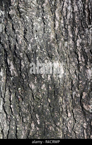 Textur von Pine bark Trunk. Holz Textur Stockfoto