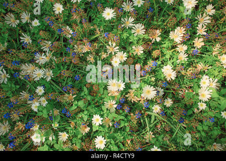 Die Blumen in Niederlande Stockfoto