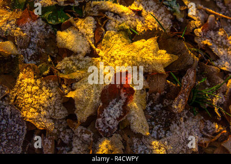 Gefallenen Blätter Ahorn und Eiche mit dem ersten Frost Stockfoto