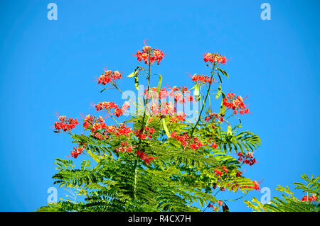 Stolz von Barbados lateinische Name Caesalpinia pulcherrima Stockfoto