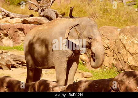 Indischer Elefant lateinische Bezeichnung Elephas Maximus indicus Stockfoto