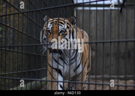 Tiger im Käfig Stockfoto