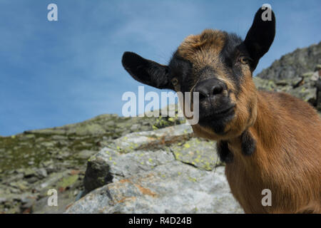 Ziege auf der Alm Stockfoto