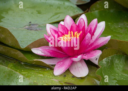 Red waterlily nach regen Stockfoto