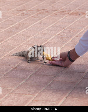 Streifenhörnchen lustige Tier mit Frau Fuerteventura Insel Kanaren Stockfoto