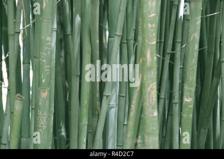 Bambus! Stockfoto