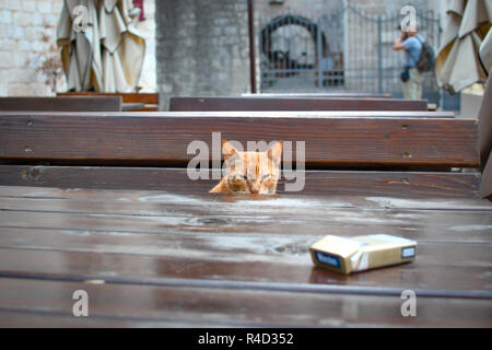 Kotor, Montenegro - 20. September 2018: eine streunende orange tabby Katze sitzt in einem Café im Freien in der Adria Stadt Kotor, Montenegro. Stockfoto