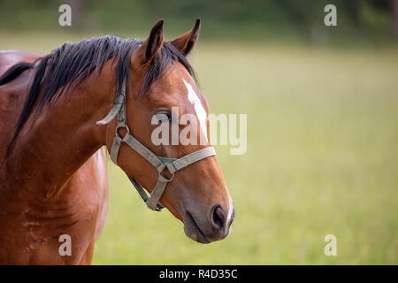 Pferd auf einer Lichtung, ein Porträt Stockfoto