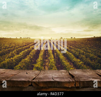 Weinberg im Herbst Stockfoto