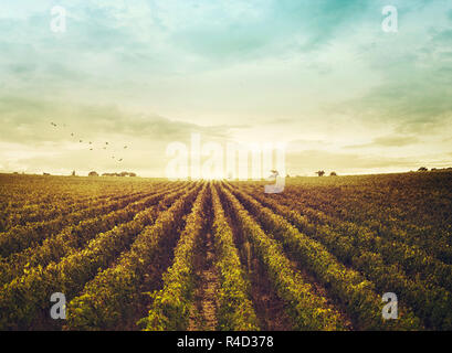 Weinberg im Herbst Stockfoto