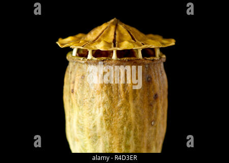 Feld oder gemeinsamen Mohn (Papaver rhoeas), Nahaufnahme der Seedpod, Kapsel oder Kopf, nachdem er verteilt es Samen, Schuß gegen einen schwarzen Hintergrund hat. Stockfoto