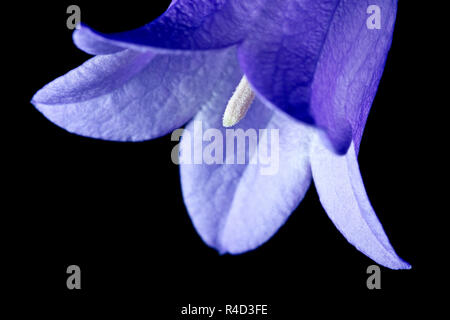 Harebell oder Schottische Glockenblumen (Campanula rotundifolia), eine Nahaufnahme noch Leben der Blume vor einem schwarzen Hintergrund. Stockfoto