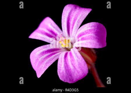 Herb-Robert (Geranium robertianum), eine Nahaufnahme noch Leben der Blume geschossen vor einem schwarzen Hintergrund. Stockfoto