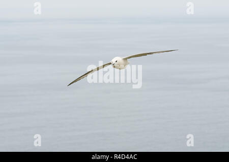 Eissturmvogel (Fulmarus glacialis) fliegen über die Gewässer der Umgebung Handa Island, Schottland Stockfoto