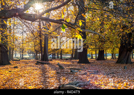 Schöne Bäume im Herbst mit Sonne im Hintergrund im Richmond Park, London Stockfoto