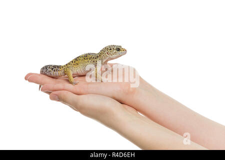 Kleine Eidechse auf Händen Stockfoto