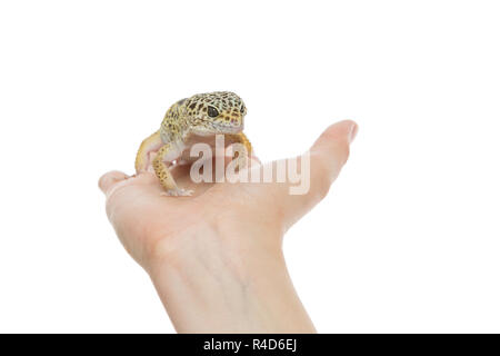 Kleine Eidechse auf Händen Stockfoto