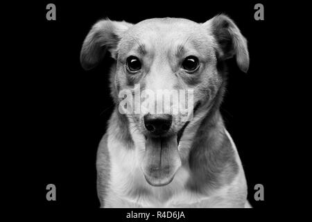 Jack Russell terrier Stockfoto