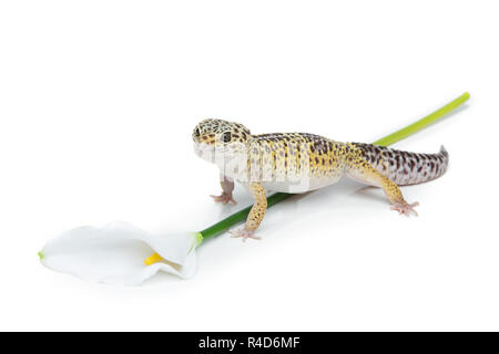 Kleinen Gicon Eidechse Stockfoto