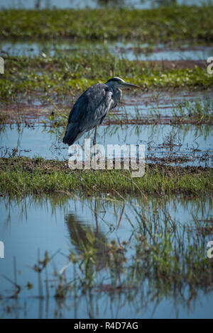 Graureiher auf grasbewachsenen Ufer in Untiefen Stockfoto