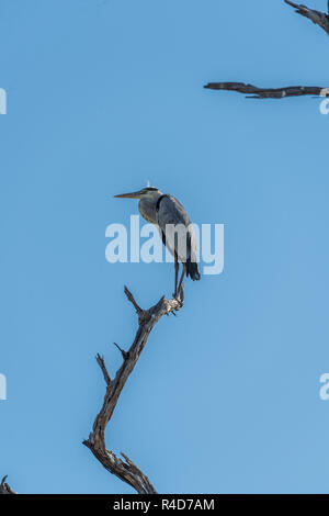 Graureiher auf Toten Ast stehend Stockfoto