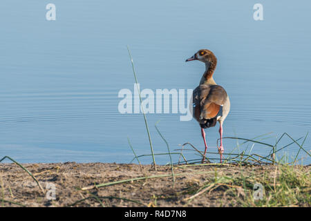 Nilgans am Ufer des Flusses gerichtete Kamera Stockfoto