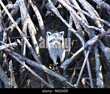 Freundlich Waschbär. Stockfoto