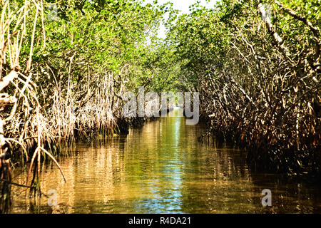 Mangroven in den Everglades Stockfoto