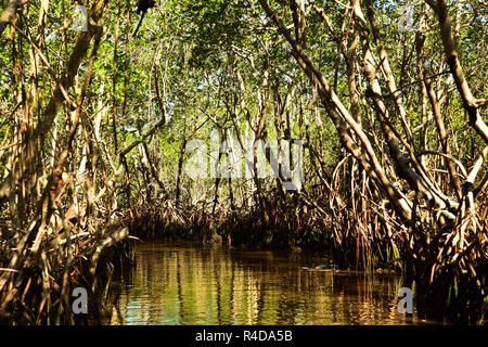 Mangroven in den Everglades Stockfoto